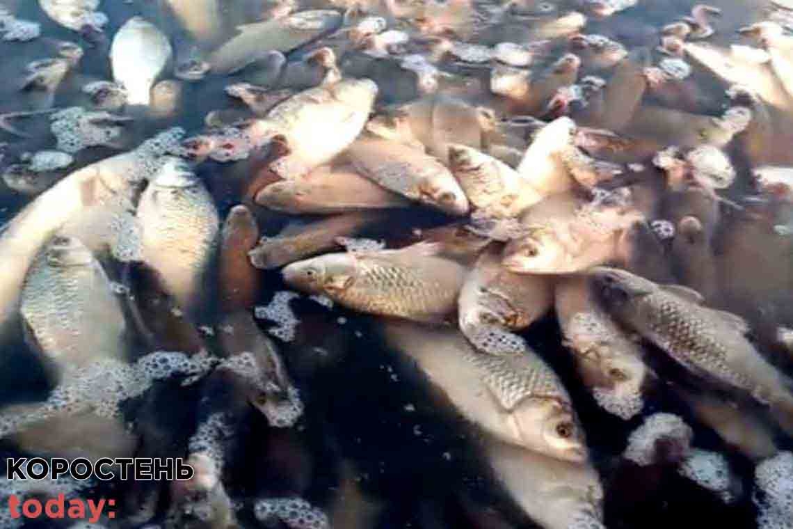 За фактом загибелі 54 тисячі риб у річці Уж поліція розпочала кримінальне провадження