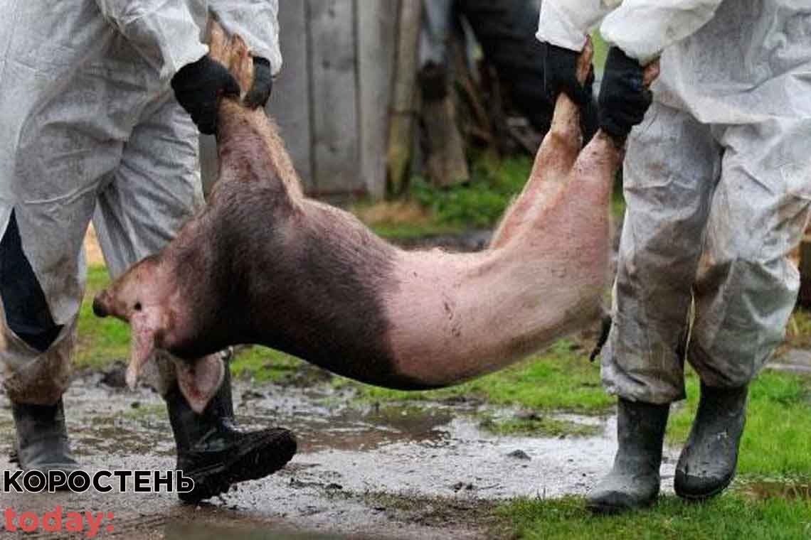 Коростенців попереджають про африканську чуму свиней