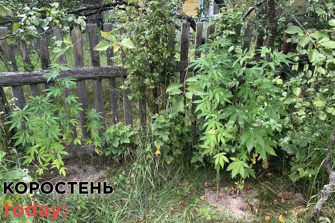 На Коростенщині поліцейські виявили незаконні посіви нарковмісних рослин