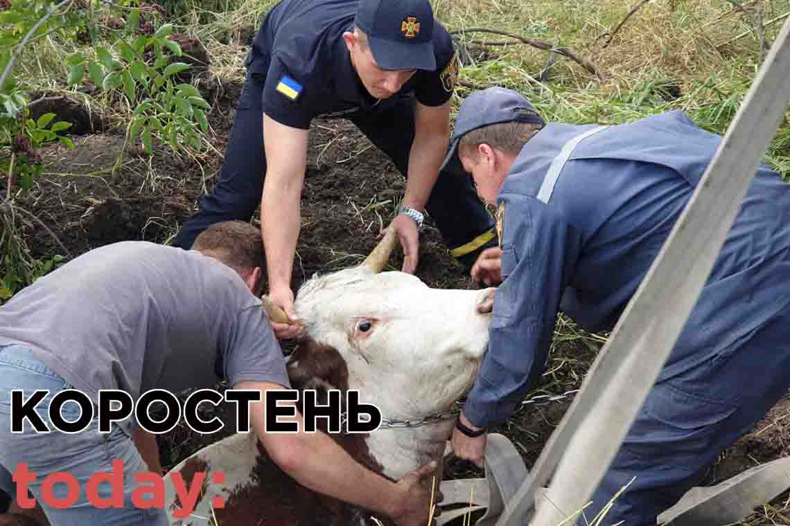 В Коростенському районі корова потрапила у яму: знадобилася допомога рятувальників