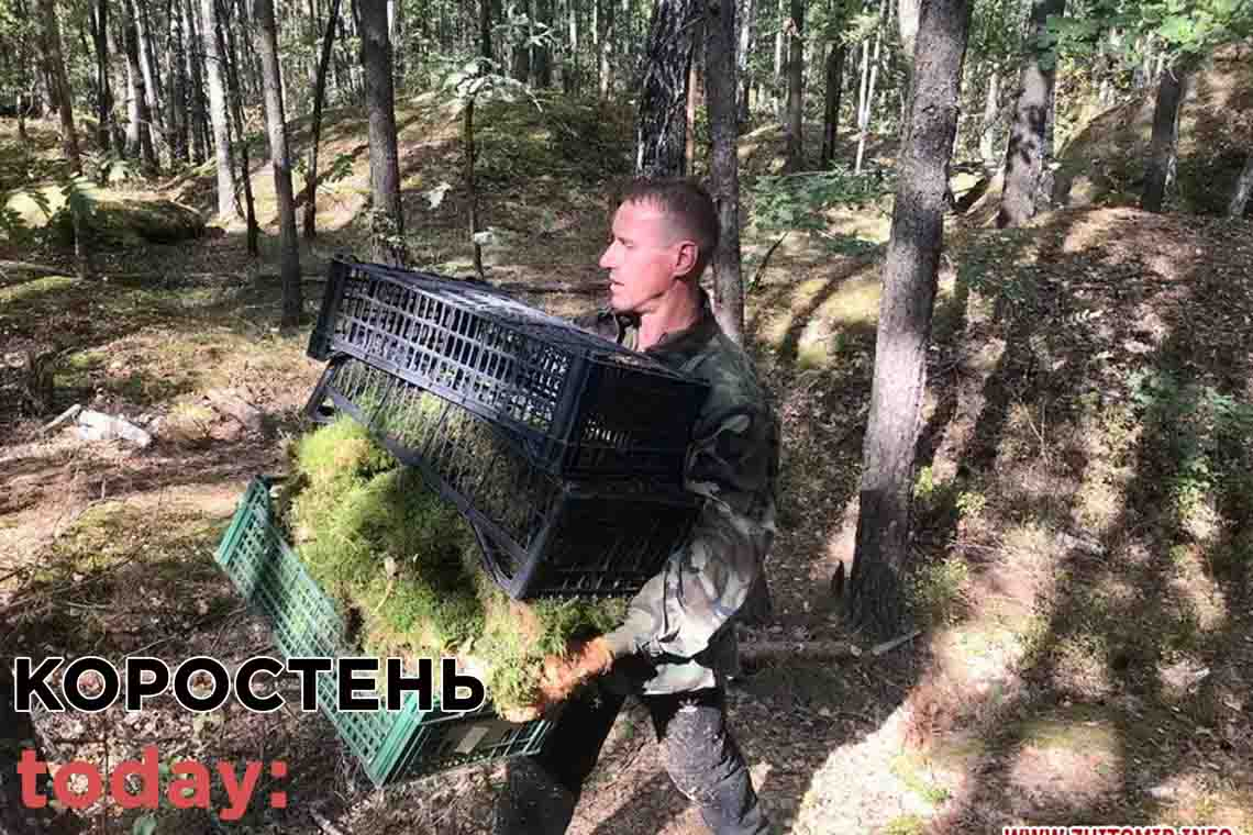 Із заповідника на Олевщині злочинці вивезли понад 100 ящиків моху. Серед крадіїв - коростенець