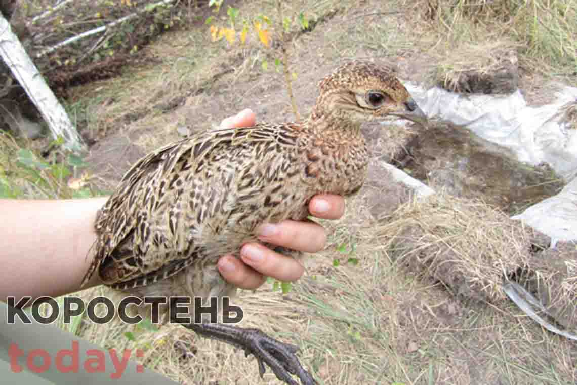 Ще 145 фазанів випустили у дику природу Коростенщини ▶️ВІДЕО