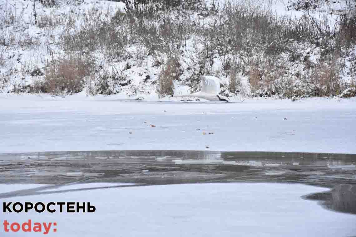 У Коростені рятувальники намагалися спіймати лебедя, що сидів на річці, але він полетів (ФОТО)