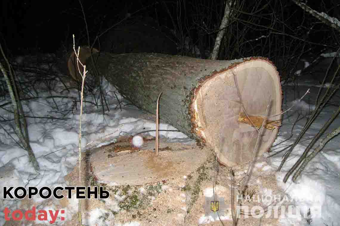 Лісник у Коростенському районі "закривав очі" на незаконну рубку дерев: збитки сягнули 300 тис. грн 📷ФОТО