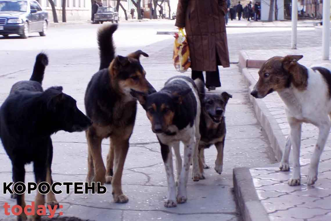 У Коростені хочуть витратити понад 100 тис. грн на стерилізацію собак