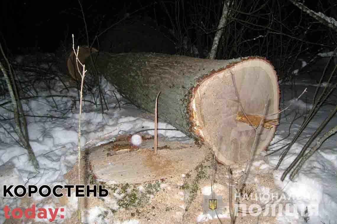 Майстру лісу з Коростенщини слідчі повідомили про підозру через "зникнення" дерев