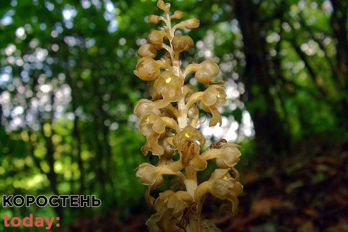 На Малинщині розквітла червонокнижна лісова орхідея 📷ФОТО