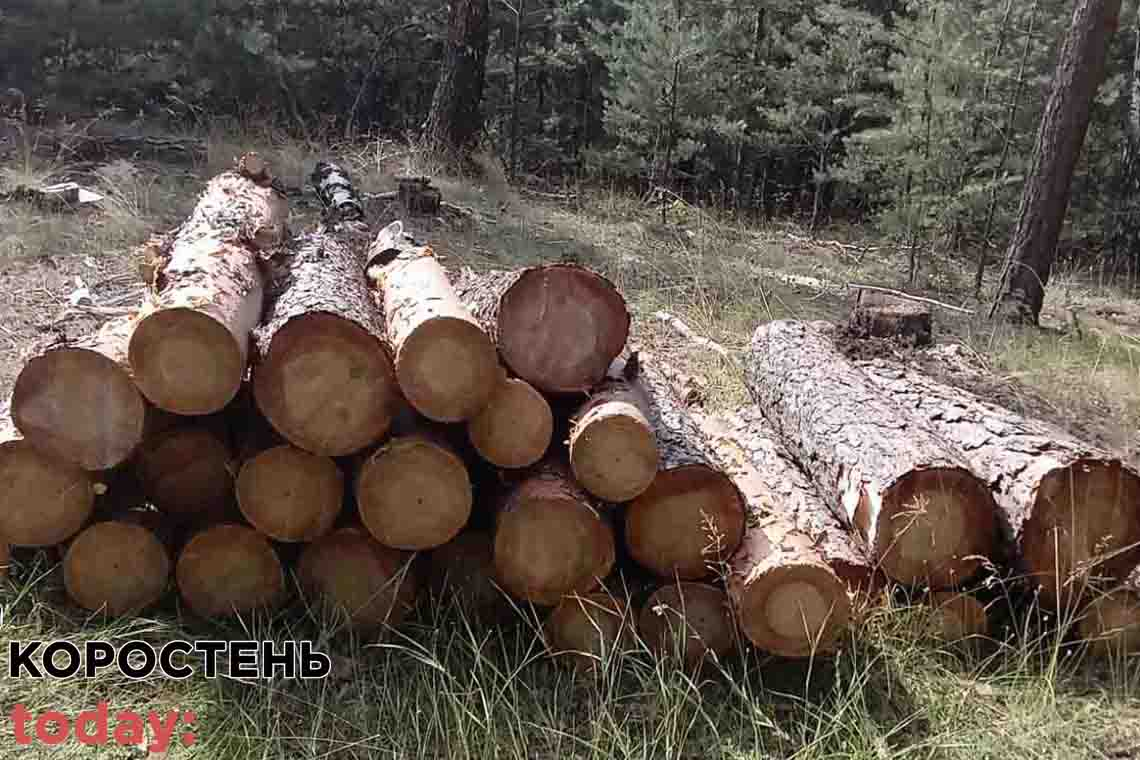 Біля одного з сіл Коростенського району поліцейські виявили чоловіків, які рубали дерева: молодикам загрожує обмеження або позбавлення волі
