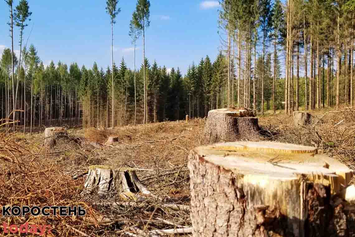 В Коростенському районі судитимуть головного лісничого за "зникнення" 400 сосен
