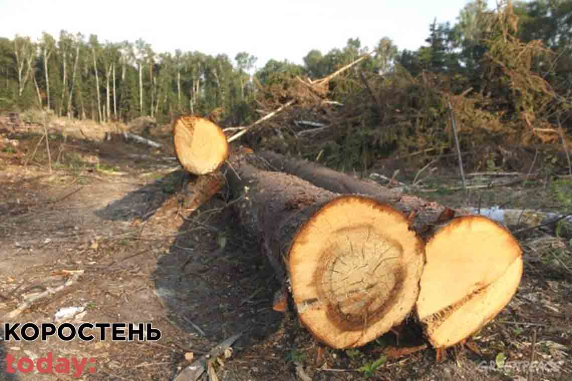 У Коростені судитимуть майстра лісу, який "нарубав" дерев на понад пів мільйона гривень