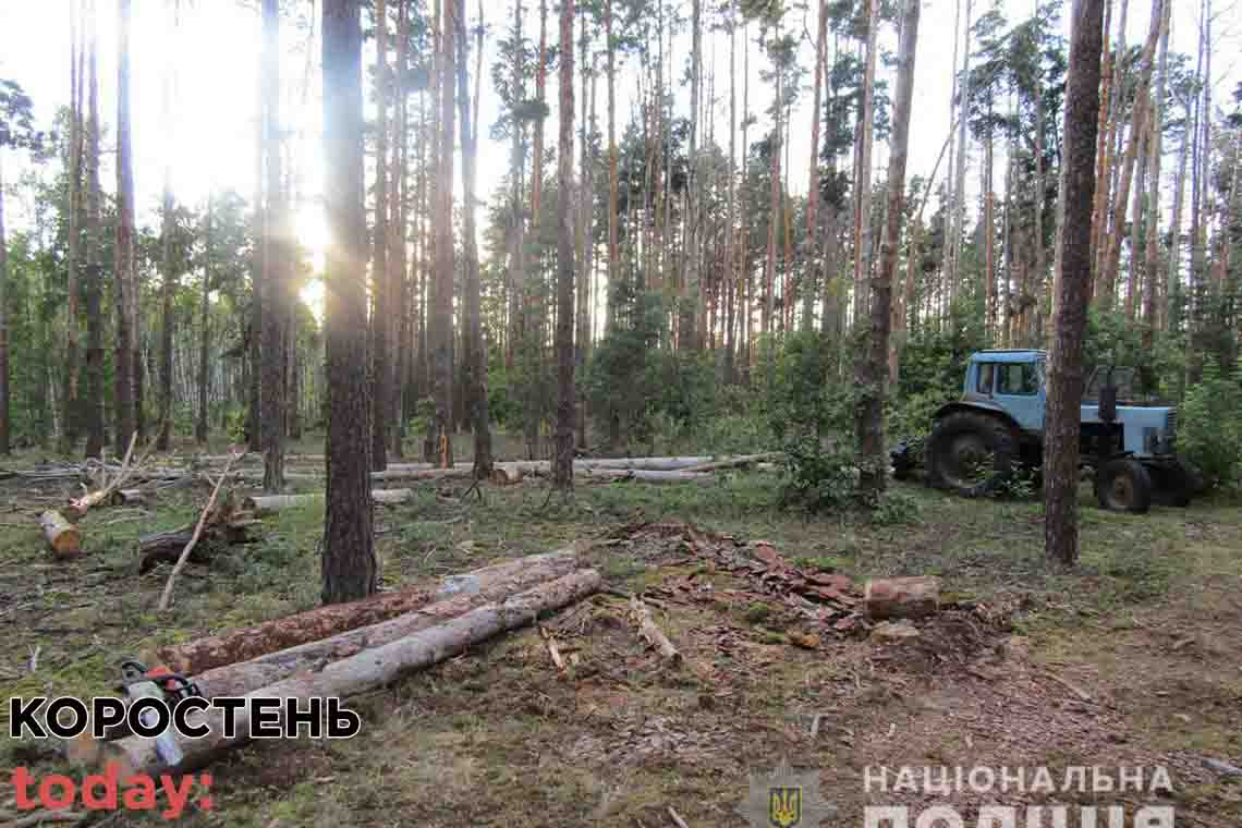 Овруцькі поліцейські на гарячому зловили двох крадіїв лісу