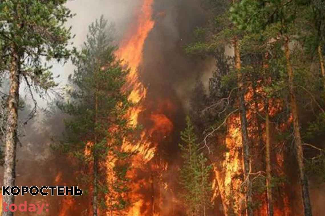 На Олевщині горить ліс