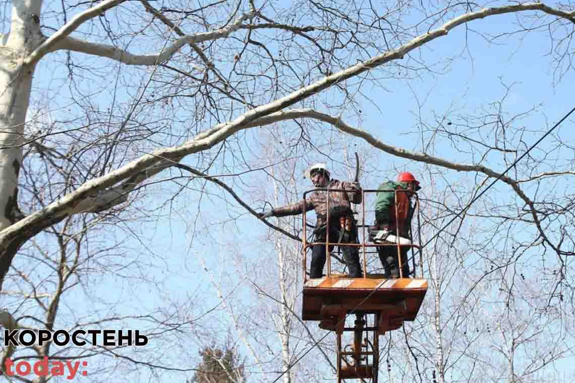 Комунальне підприємство Малинської міської ради хоче видалити аварійних дерев на 105 тис. грн