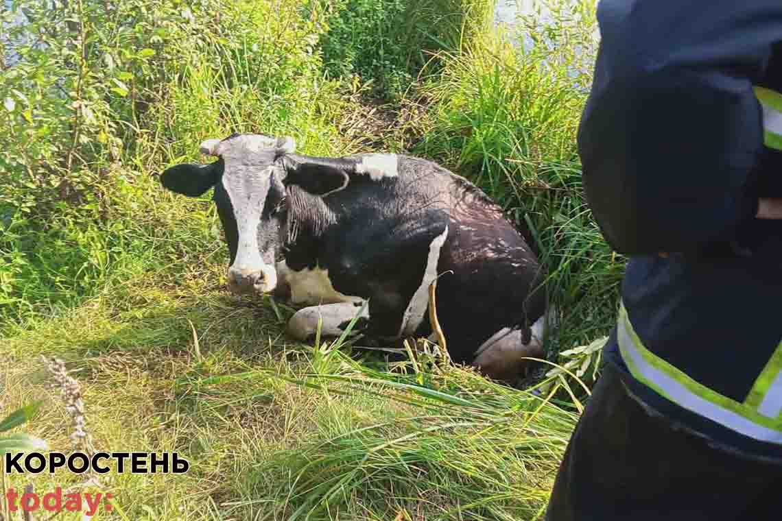 На Коростенщині рятували корову, яка впала у яму