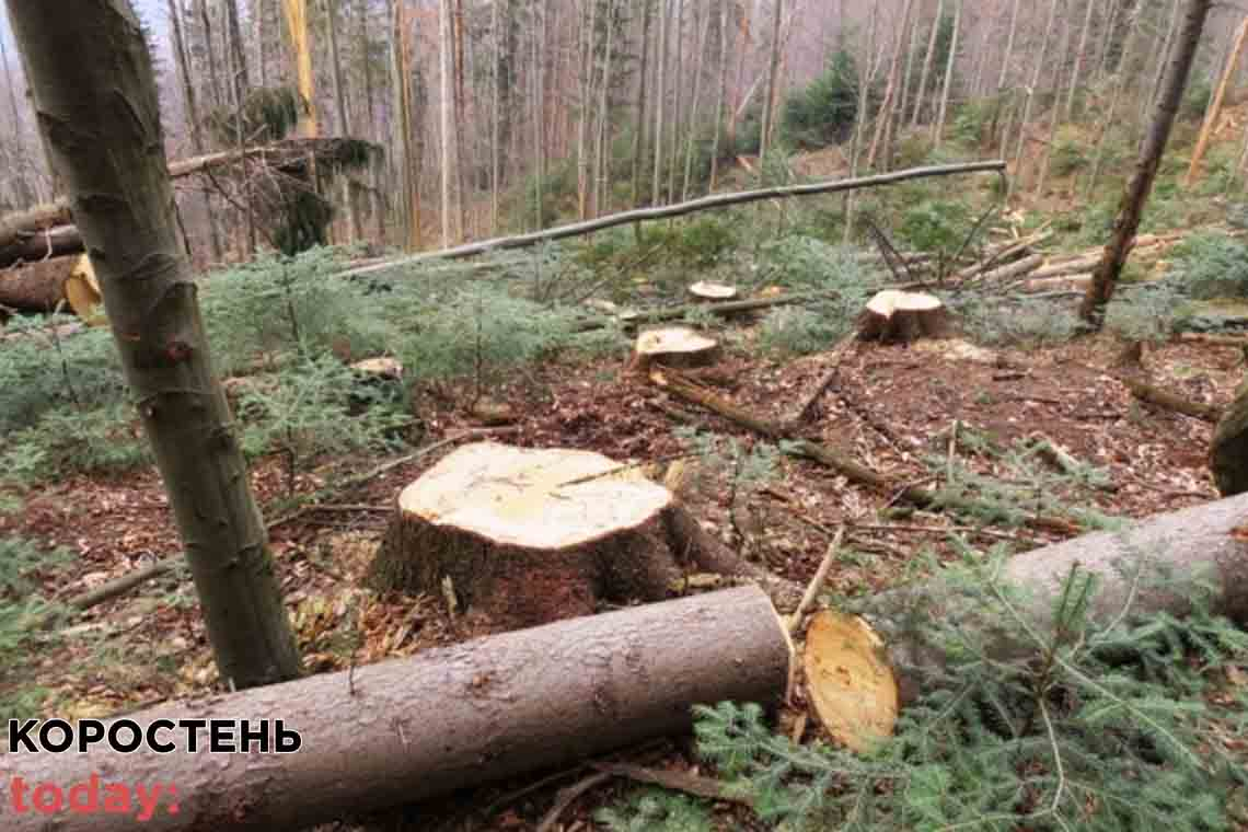 Двоє жителів Коростенщини незаконно нарубали дубів: збитки сягнули більше 200 тис. грн