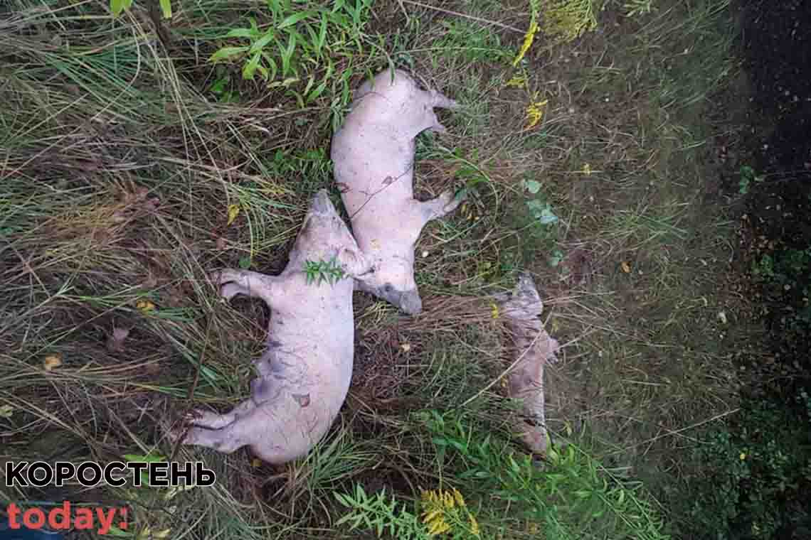 На території Овруцької громади селяни виявили мертвих поросят: спеціалісти зразки не взяли, але тварин захоронили
