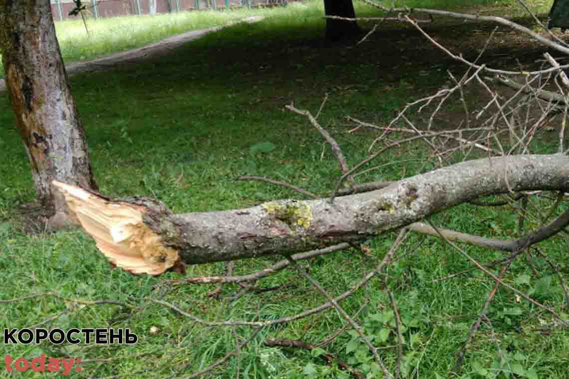 Зламана під час заготівлі дров гілка вбила мешканця Овруцької громади