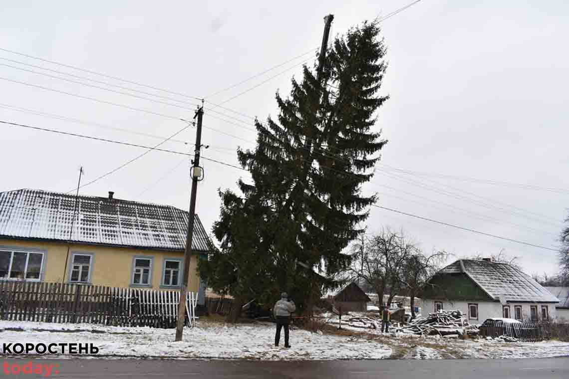 Комунальники Коростеня поїхали до села Ковбащина зрізати 18-метрову ялинку до новорічних свят 📷ФОТО
