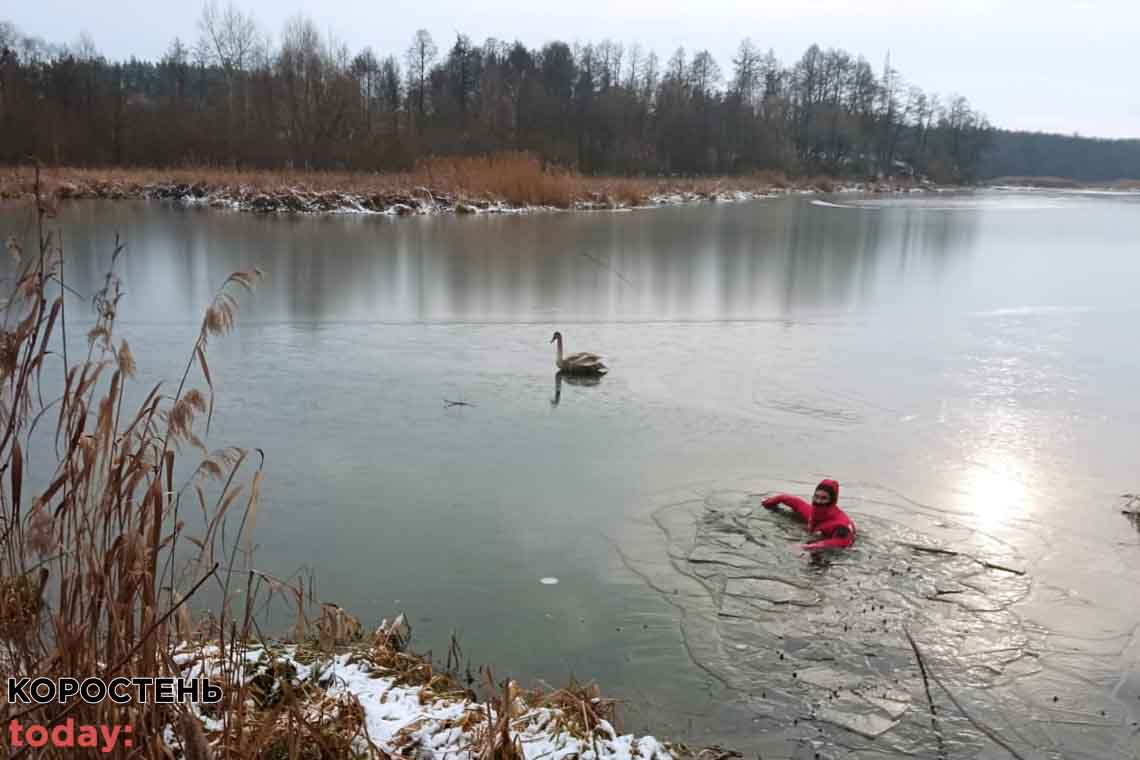 У Коростені працівники служби на воді врятувала лебедя з крижаної пастки 📷ФОТО