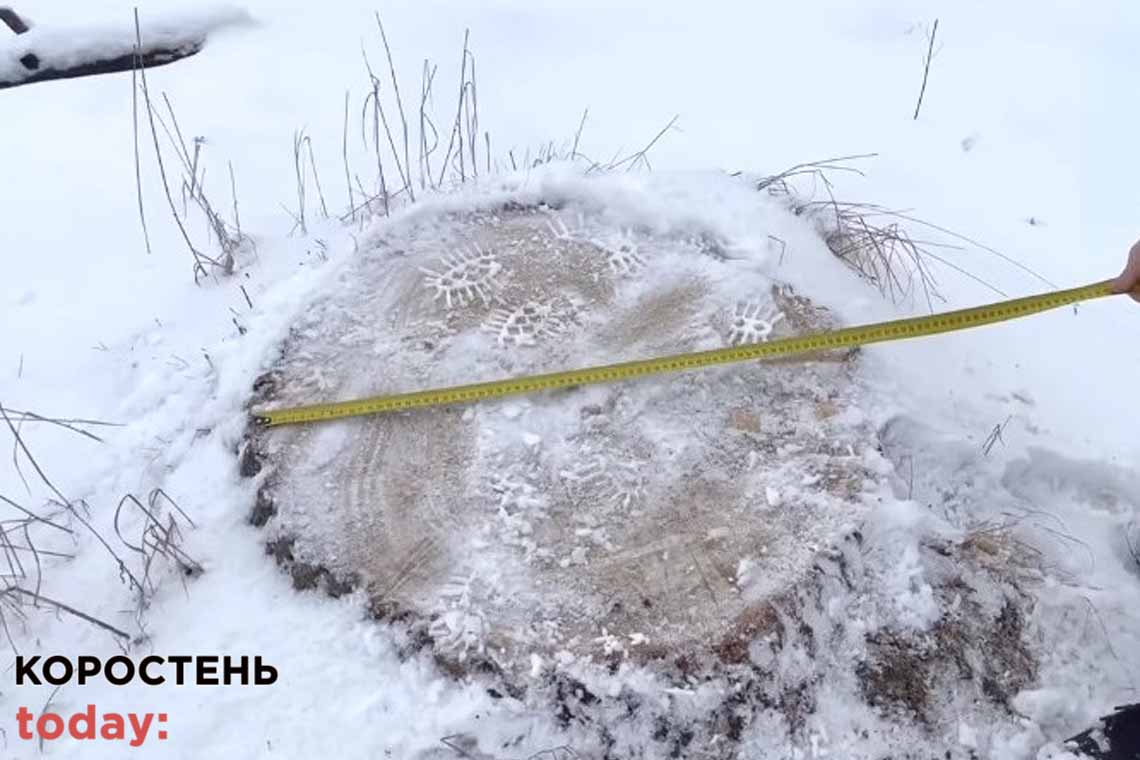 Прокуратура відкрила ще одне кримінальне провадження через вирубку дерев в Коростенському районі