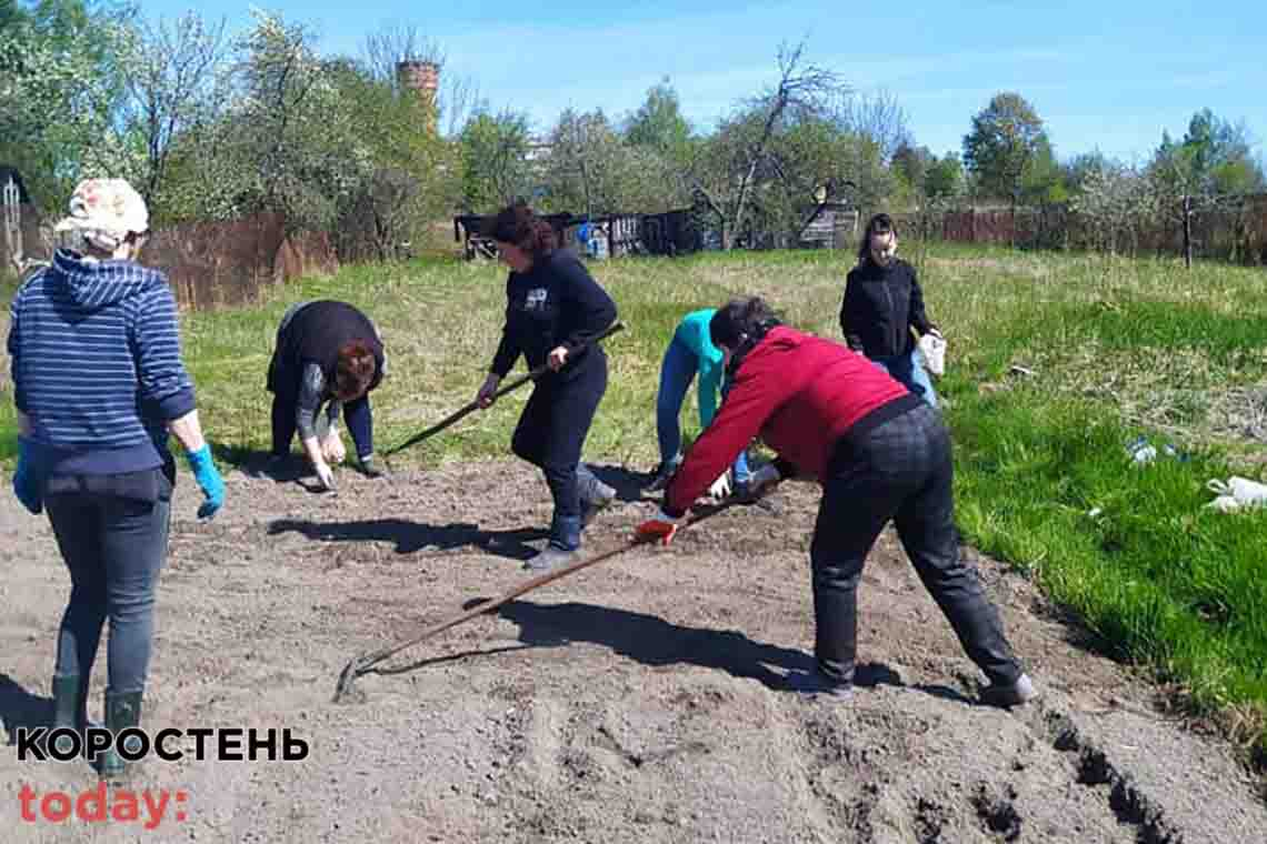 На Коростенщині працівники Горщиківського ліцею взялись висаджувати городину (ФОТО)