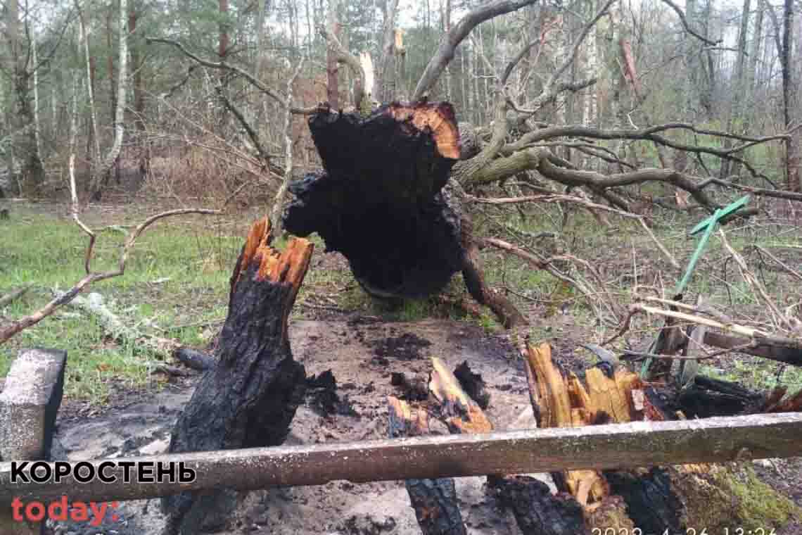 У заповіднику на території Коростенського району російські окупанти спалили 600-річний дуб (ФОТО)