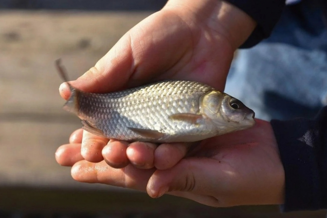 В Україні закінчується нерестова заборона та починається рибальський сезон