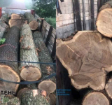 У Коростені судитимуть «чорних лісорубів», а вилучену деревину та спецтехніку передадуть на потреби ЗСУ
