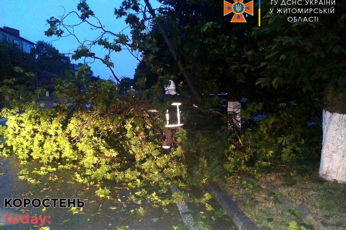 В Овручі на дорогу впало дерево та перекрило рух транспортним засобам
