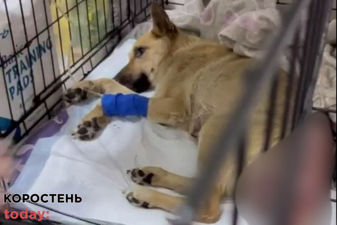 У Малині місцеві врятували собаку, яка була зґвалтована (ВІДЕО)