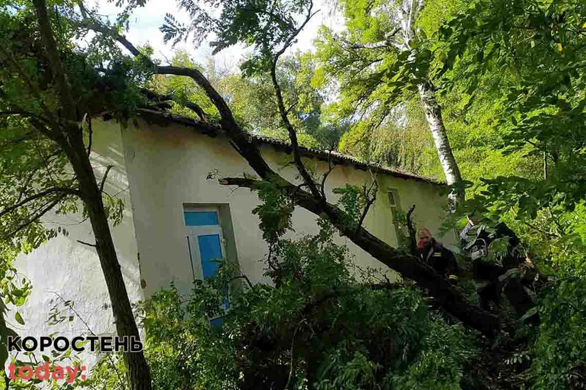 У селі Олевської громади рятувальники розблокували дім, на який попадали гілки з дерева