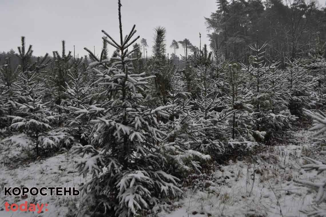 Екологи нагадали жителям Житомирської області про штрафи за незаконне вирубування новорічних дерев