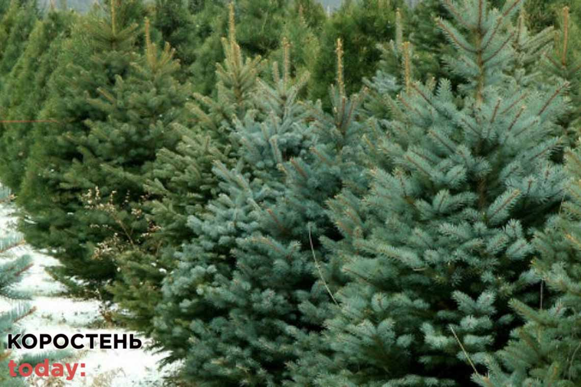 На Житомирщині лісівники готують до продажу близько 20 тисяч новорічних дерев
