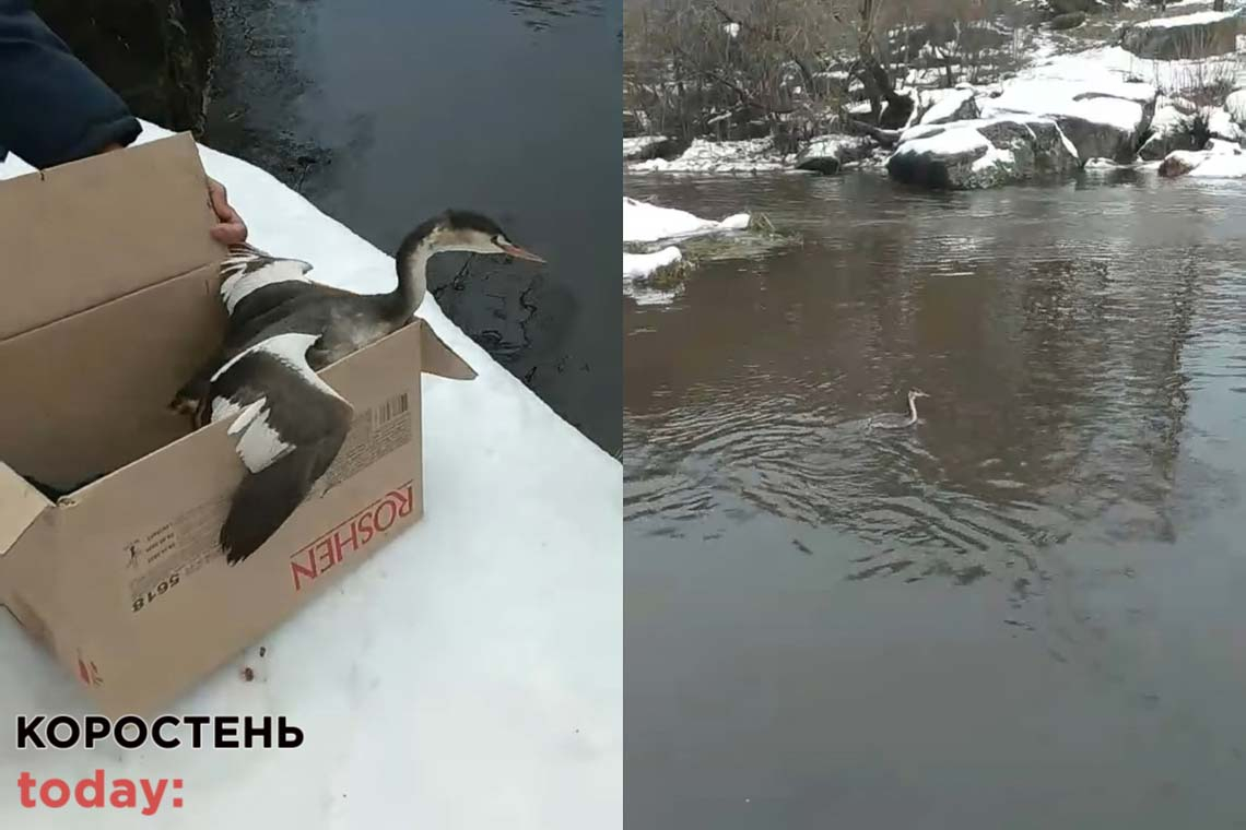 У центральному парку Коростеня на воду випустили диво-птаха ▶️ВІДЕО