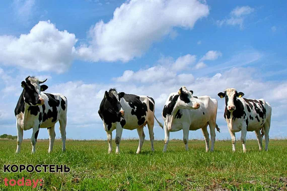 У Житомирської області підприємці купили-продали понад 400 корів і вкрали більше 15 млн грн з держбюджету