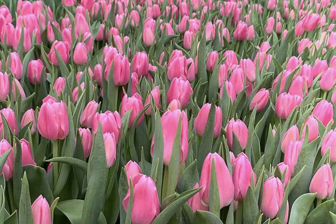 На двох сотах землі жителька Овруча вирощує тюльпани 📷