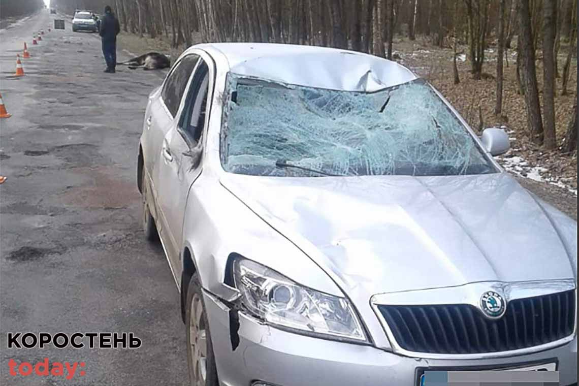 У Житомирській області під колеса автівки потрапив лось: тварина загинула