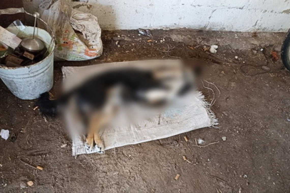 Житель Житомирської області може сісти за грати на 8 років за вбивство собаки