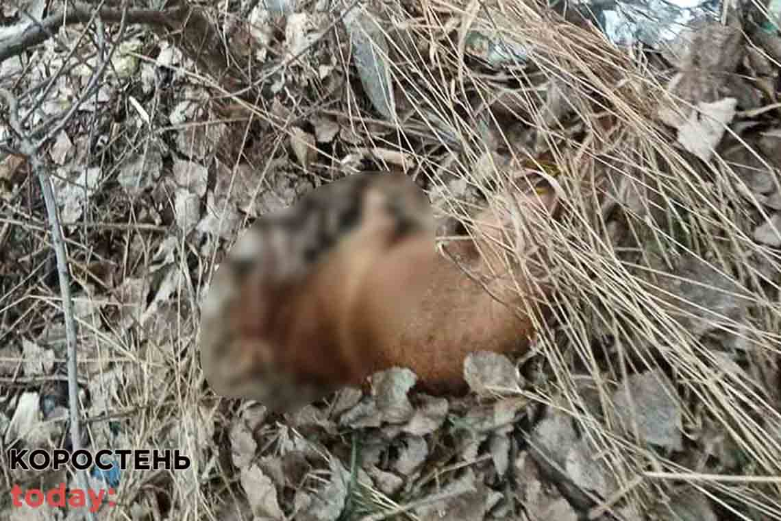 У Житомирській області жінка знайшла біля власної хати зав’язаний мішок, в якому скиглив побитий пес