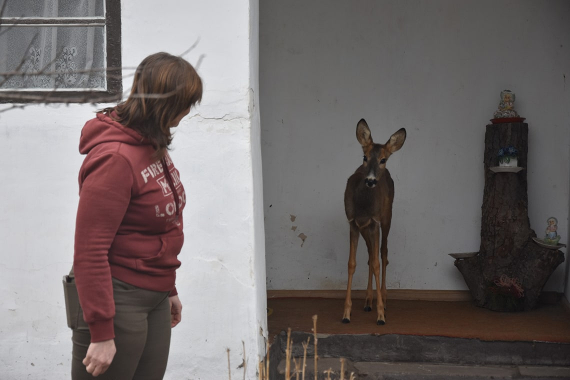 Жителі села Грозине 9 місяців виходжували козулю, яку знайшли в лісі - тепер планують завезти в заказник