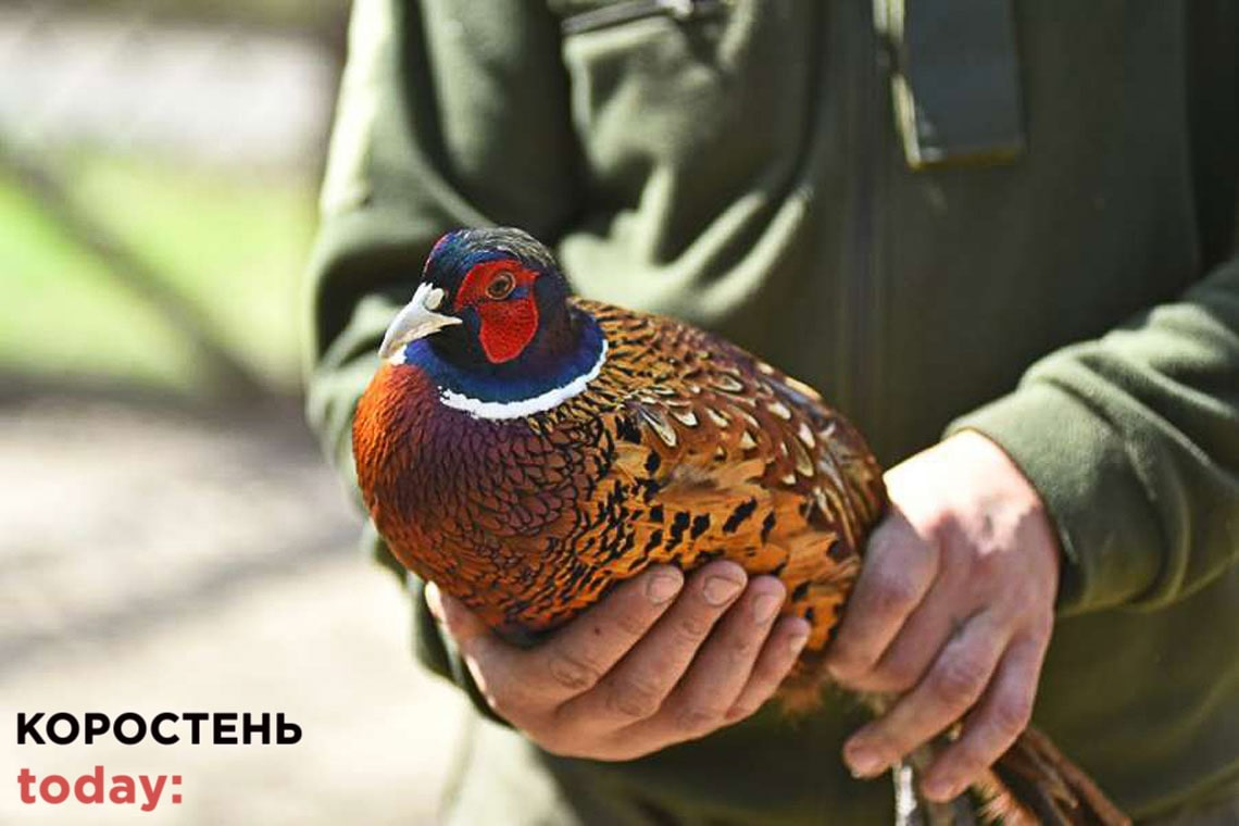 На Коростенщині лісівники випустили фазанів у вільний політ