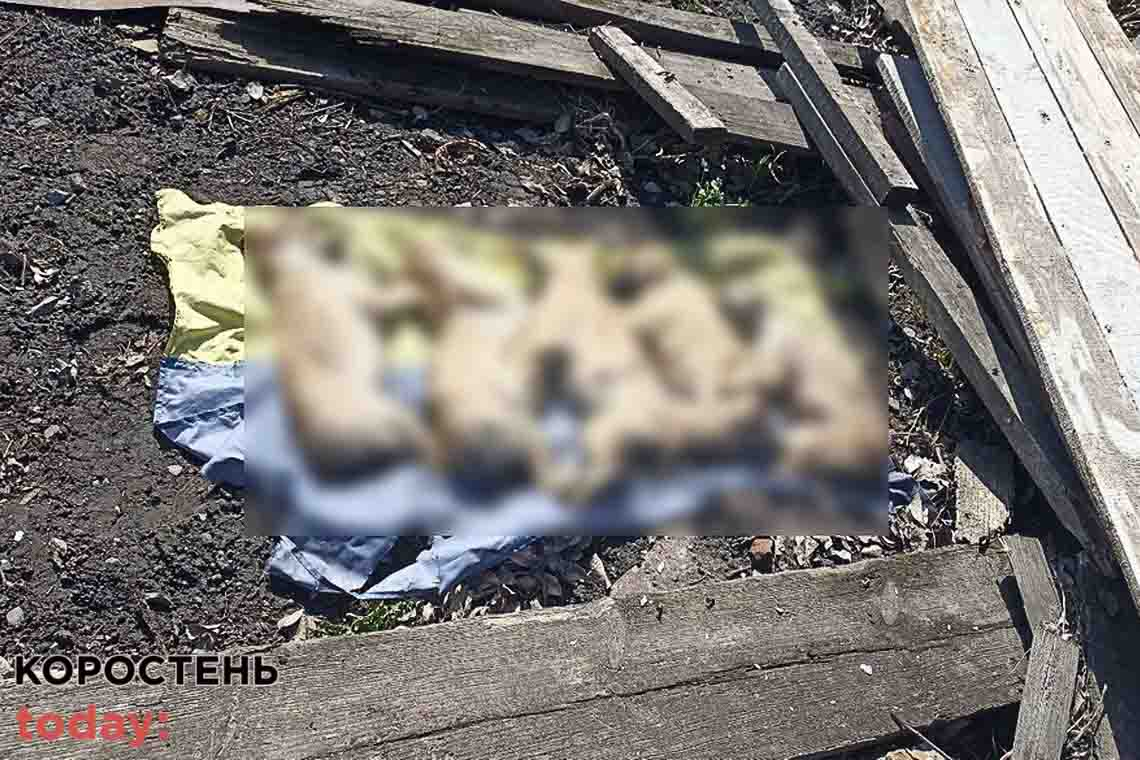 На городі житомирянина поліція виявила 5 мертвих собак на прапорі України