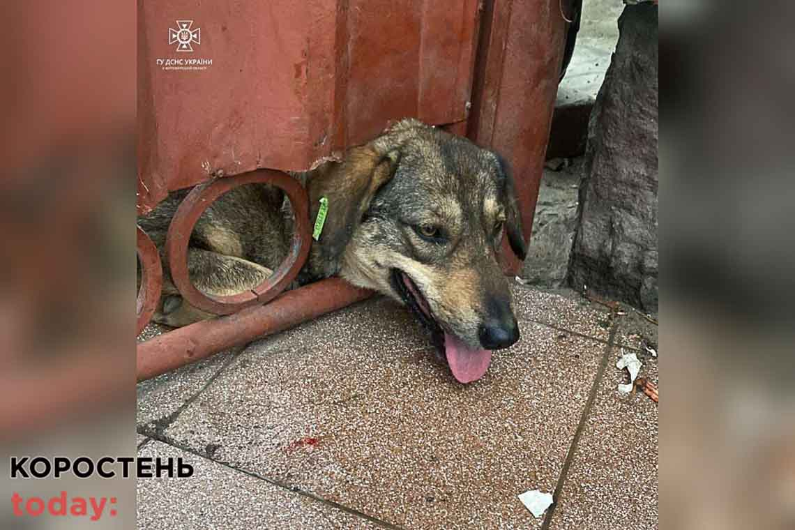У Коростені собака застряг в металевому паркані: рятувальникам довелось розрізати конструкцію