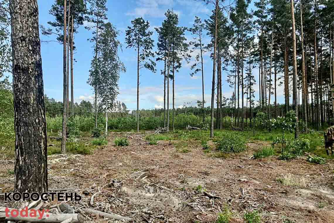 В Олевському лісгоспі аудитори виявили недоліків та втрат на близько 30 млн грн