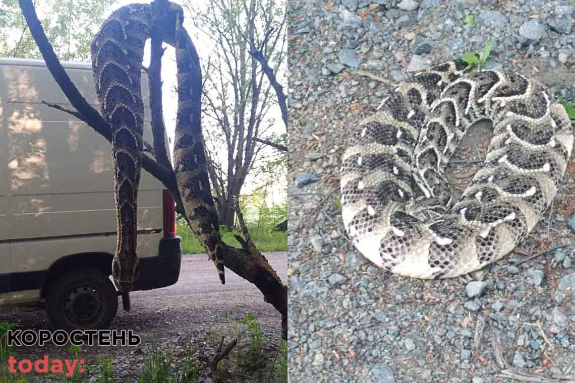 Знайшовся водій, який переїхав величезну змію на території Лугинської громади та розповів, що ж відбулося насправді