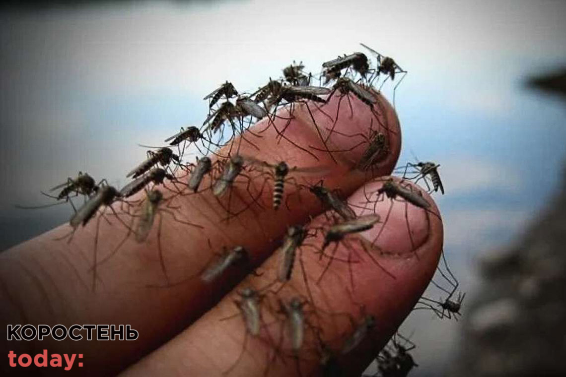 Еколог Іван Хом'як розповів, чому в Житомирській області збільшилась кількість комарів