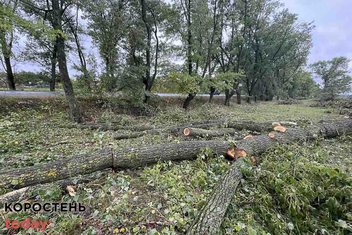 Уздовж дороги Малин – Кочерів невідомі вирубали понад 130 дерев