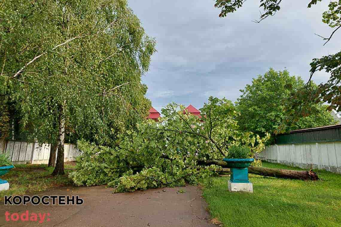 На стадіоні "Спартак" в Коростені на дорогу впало дерево (ФОТО)