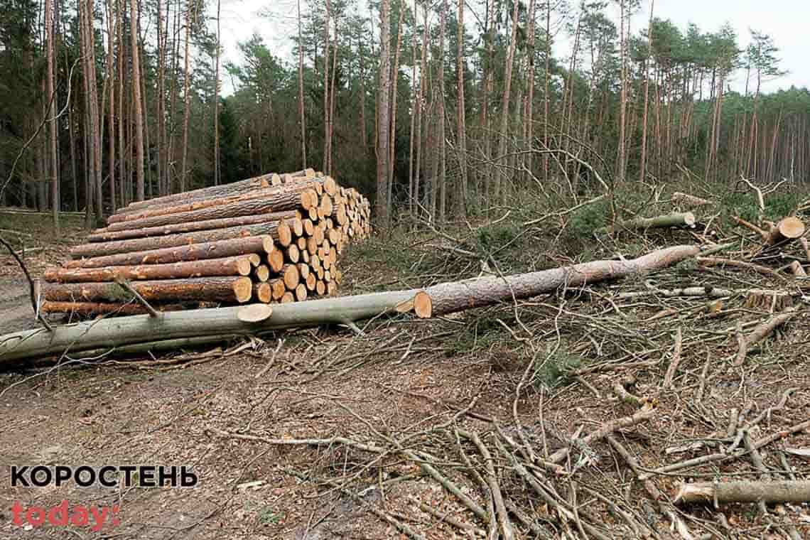 Мали займатися сільським господарством, а натомість вирубали дерева - прокуратура оскаржила в суді укладений договір між владою Коростеня та ТОВ