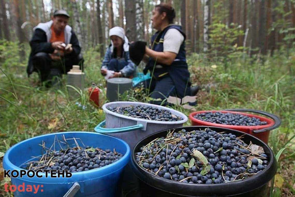 Який штраф «світить» мешканцям Житомирщини, що збиратимуть чорниці без дозволу?